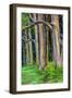 Hawaii, Maui, Rainbow Eucalyptus Trees-Terry Eggers-Framed Photographic Print