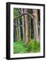 Hawaii, Maui, Rainbow Eucalyptus Trees-Terry Eggers-Framed Photographic Print