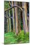 Hawaii, Maui, Rainbow Eucalyptus Trees-Terry Eggers-Mounted Photographic Print