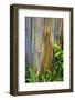 Hawaii, Maui, Rainbow Eucalyptus Trees-Terry Eggers-Framed Photographic Print