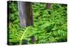 Hawaii, Maui, Rainbow Eucalyptus Trees-Terry Eggers-Stretched Canvas