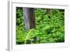 Hawaii, Maui, Rainbow Eucalyptus Trees-Terry Eggers-Framed Photographic Print