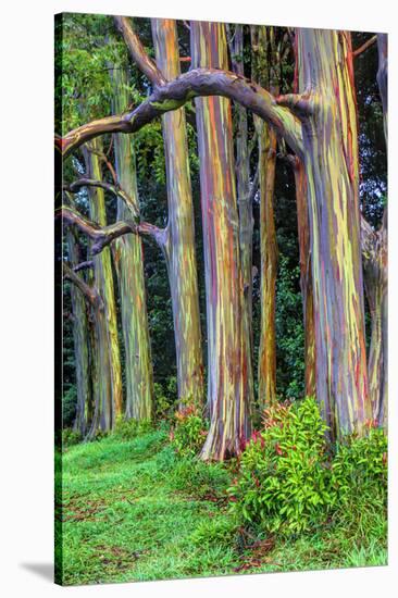 Hawaii, Maui, Rainbow Eucalyptus Trees-Terry Eggers-Stretched Canvas