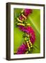 Hawaii, Oahu, Orchid Lei On Banana Leaves.-Design Pics-Framed Photographic Print