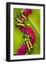 Hawaii, Oahu, Orchid Lei On Banana Leaves.-Design Pics-Framed Photographic Print