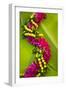 Hawaii, Oahu, Orchid Lei On Banana Leaves.-Design Pics-Framed Photographic Print