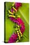 Hawaii, Oahu, Orchid Lei On Banana Leaves.-Design Pics-Stretched Canvas