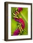 Hawaii, Oahu, Orchid Lei On Banana Leaves.-Design Pics-Framed Photographic Print