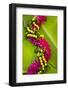 Hawaii, Oahu, Orchid Lei On Banana Leaves.-Design Pics-Framed Photographic Print