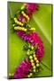 Hawaii, Oahu, Orchid Lei On Banana Leaves.-Design Pics-Mounted Photographic Print