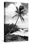 Hawaii - Palms along the Beach-Lantern Press-Stretched Canvas