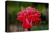 Hawaii, Protea Flower-Roddy Scheer-Stretched Canvas