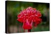 Hawaii, Protea Flower-Roddy Scheer-Stretched Canvas