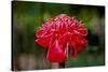 Hawaii, Protea Flower-Roddy Scheer-Stretched Canvas