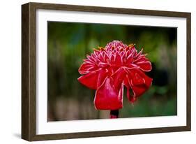 Hawaii, Protea Flower-Roddy Scheer-Framed Photographic Print