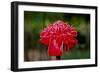 Hawaii, Protea Flower-Roddy Scheer-Framed Photographic Print