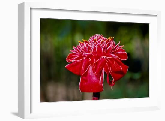 Hawaii, Protea Flower-Roddy Scheer-Framed Photographic Print