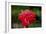 Hawaii, Protea Flower-Roddy Scheer-Framed Photographic Print