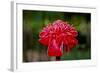 Hawaii, Protea Flower-Roddy Scheer-Framed Photographic Print