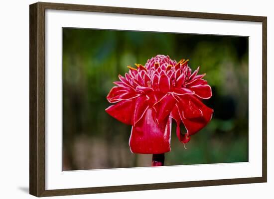 Hawaii, Protea Flower-Roddy Scheer-Framed Photographic Print