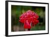 Hawaii, Protea Flower-Roddy Scheer-Framed Photographic Print