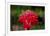 Hawaii, Protea Flower-Roddy Scheer-Framed Photographic Print