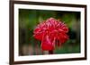 Hawaii, Protea Flower-Roddy Scheer-Framed Photographic Print