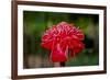 Hawaii, Protea Flower-Roddy Scheer-Framed Photographic Print