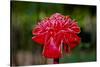 Hawaii, Protea Flower-Roddy Scheer-Stretched Canvas