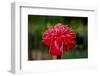 Hawaii, Protea Flower-Roddy Scheer-Framed Photographic Print