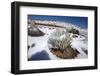 Hawaii silversword covered by an unusual snowfall, Hawaii-David Fleetham-Framed Photographic Print