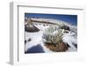 Hawaii silversword covered by an unusual snowfall, Hawaii-David Fleetham-Framed Photographic Print