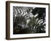 Hawaii Volcanoes National Park, Big Island, Hawaii, USA-Savanah Stewart-Framed Photographic Print