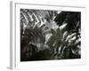 Hawaii Volcanoes National Park, Big Island, Hawaii, USA-Savanah Stewart-Framed Photographic Print