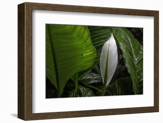 Hawaii-Art Wolfe-Framed Photographic Print