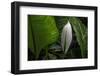 Hawaii-Art Wolfe-Framed Photographic Print