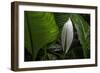 Hawaii-Art Wolfe-Framed Photographic Print