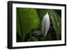 Hawaii-Art Wolfe-Framed Photographic Print