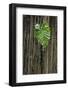 Hawaii-Art Wolfe-Framed Photographic Print