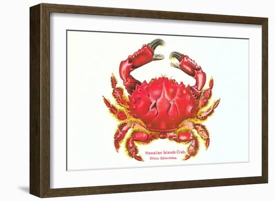 Hawaiian Crab-null-Framed Art Print