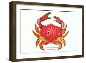 Hawaiian Crab-null-Framed Art Print