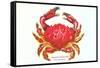 Hawaiian Crab-null-Framed Stretched Canvas