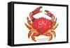 Hawaiian Crab-null-Framed Stretched Canvas