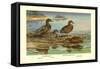 Hawaiian Duck and Oustalet's Gray Duck-Allan Brooks-Framed Stretched Canvas