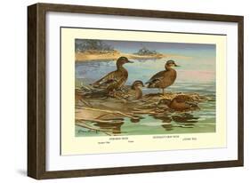 Hawaiian Duck and Oustalet's Gray Duck-Allan Brooks-Framed Art Print