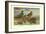 Hawaiian Duck and Oustalet's Gray Duck-Allan Brooks-Framed Art Print