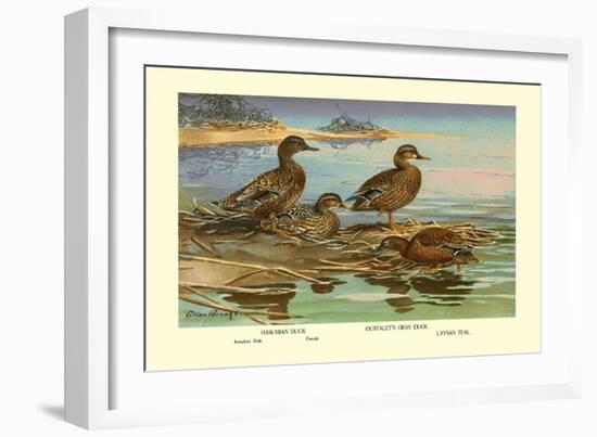 Hawaiian Duck and Oustalet's Gray Duck-Allan Brooks-Framed Art Print