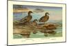 Hawaiian Duck and Oustalet's Gray Duck-Allan Brooks-Mounted Art Print