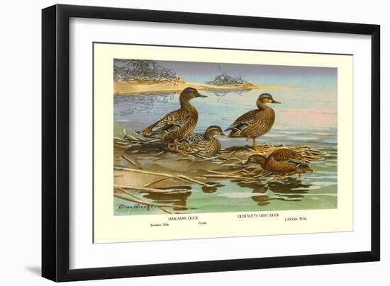 Hawaiian Duck and Oustalet's Gray Duck-Allan Brooks-Framed Art Print