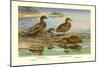 Hawaiian Duck and Oustalet's Gray Duck-Allan Brooks-Mounted Art Print